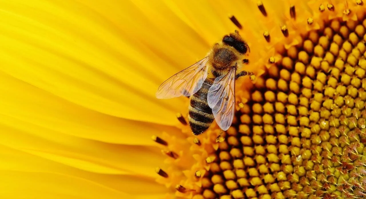 Una abeja melífera cubierta de polen poliniza el disco central de un girasol amarillo en primer plano.