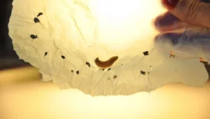 Una larva de tenebrio sobre una bolsa de plástico con pequeños agujeros, sostenida a contraluz por una mano con uñas rojas.