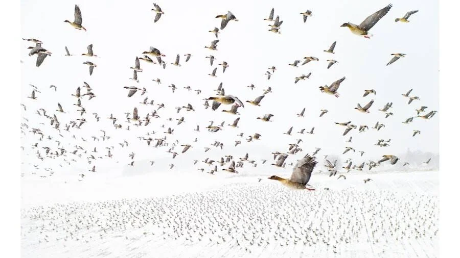 Miles de gansos levantan vuelo sobre un campo cubierto de nieve en un día de cielo blanco invernal.