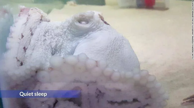 Pulpo en fase de sueño tranquilo dentro de un acuario, con su cuerpo de color blanco pálido y textura rugosa visible.