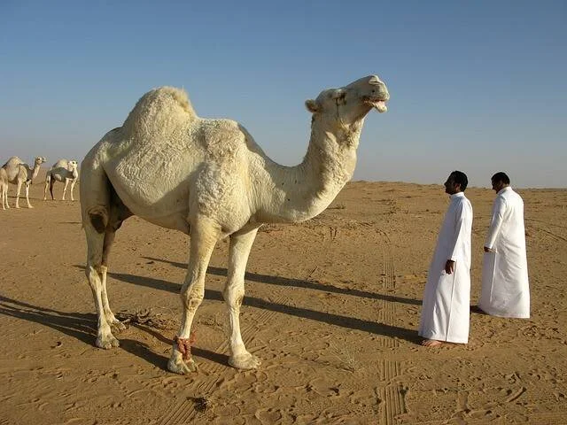 Dos hombres con túnicas blancas observan a un camello blanco de pie en un desierto árido.