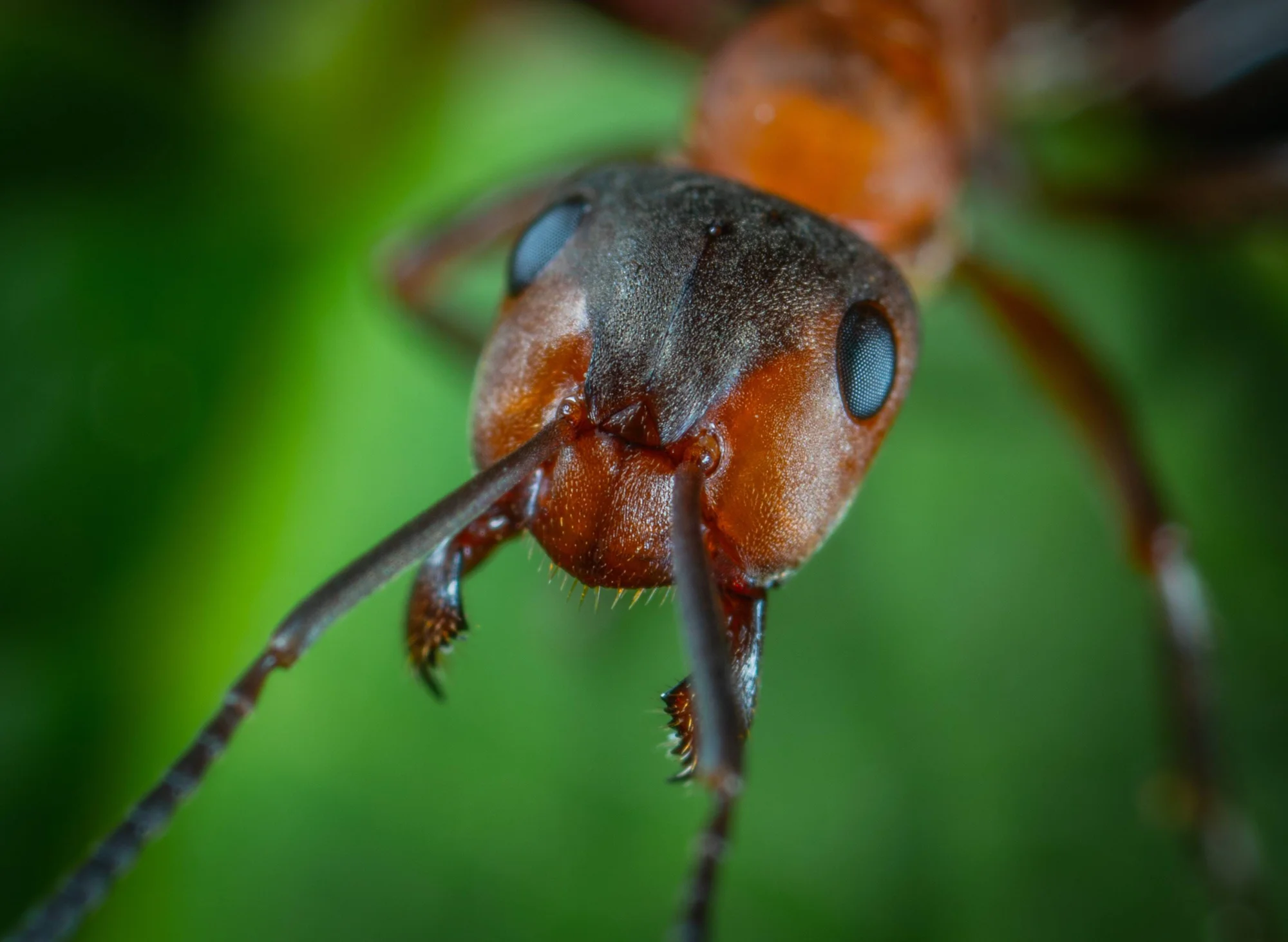 Primer plano extremo de la cabeza de una hormiga roja, mostrando sus ojos compuestos, mandíbulas y antenas sobre fondo verde.