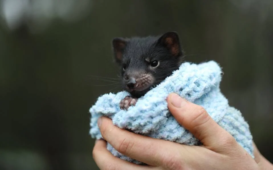 Pequeña cría de demonio de Tasmania envuelta en una manta azul sostenida en manos humanas.