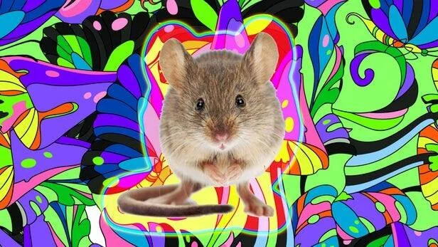 Un ratón marrón sobre un fondo ilustrado de colores brillantes y formas psicodélicas, evocando efectos alucinógenos.
