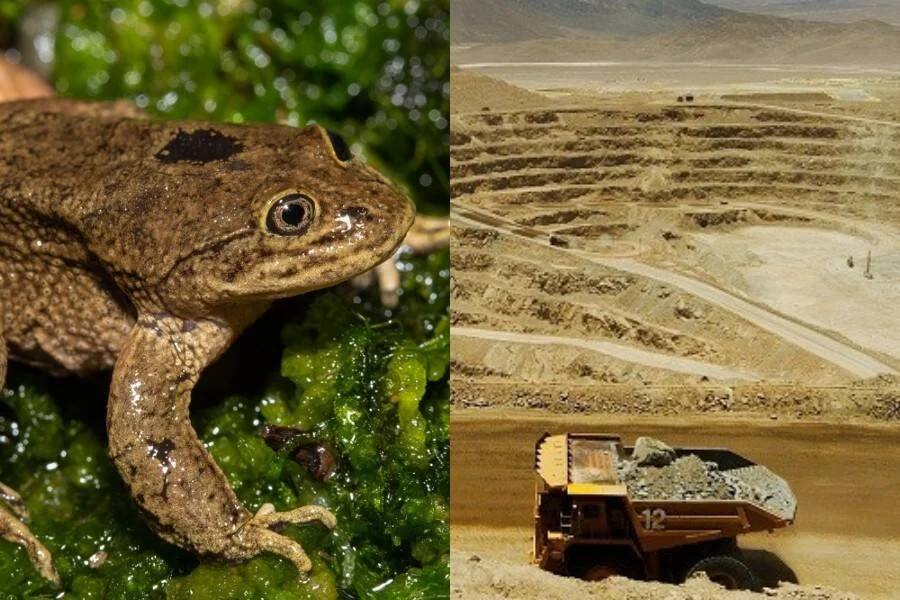 Collage con una rana sobre algas verdes a la izquierda y una mina a cielo abierto con camión minero a la derecha.