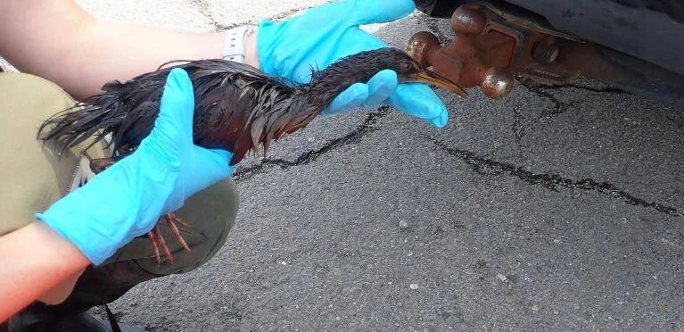 Persona con guantes de látex azules sostiene un ave empapada y debilitada junto a un vehículo en el asfalto.
