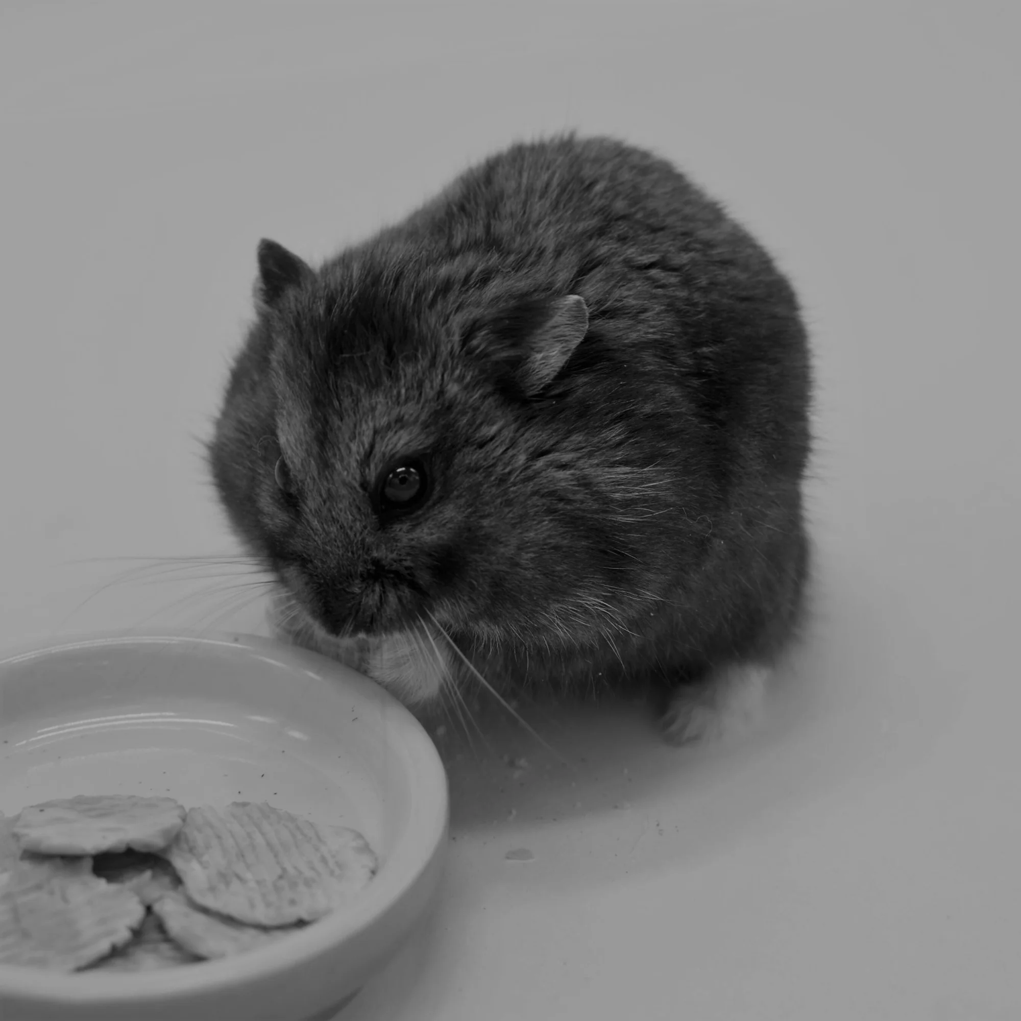 Hámster esponjoso mirando un plato pequeño con galletas, fotografía en blanco y negro.