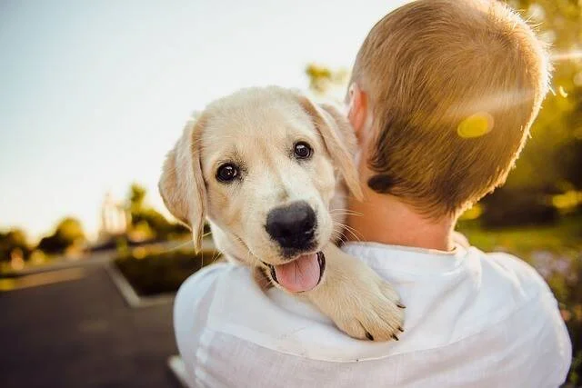 Una persona sostiene en brazos un cachorro de golden retriever que mira a cámara con la lengua afuera, en un parque soleado.