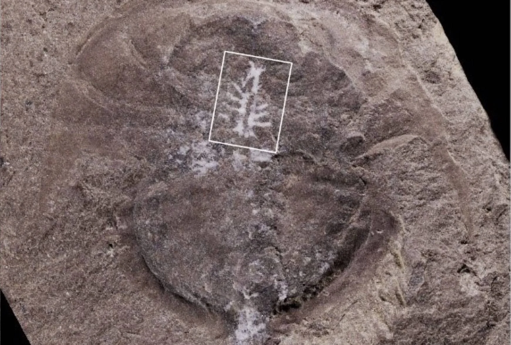 Fósil de un artrópodo antiguo preservado en roca, con un recuadro blanco señalando estructuras internas ramificadas.