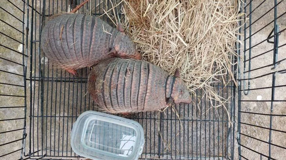 Dos armadillos en cautiverio dentro de una jaula metálica con paja y un recipiente de agua.