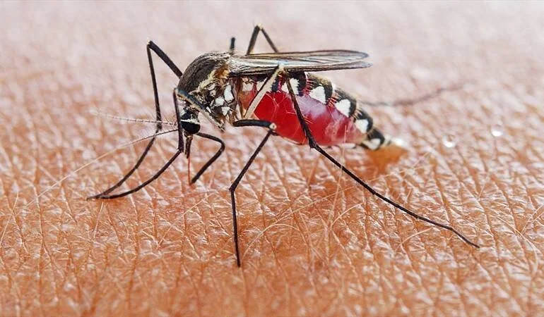 Mosquito con abdomen lleno de sangre picando la piel de una persona, visto en primer plano detallado.