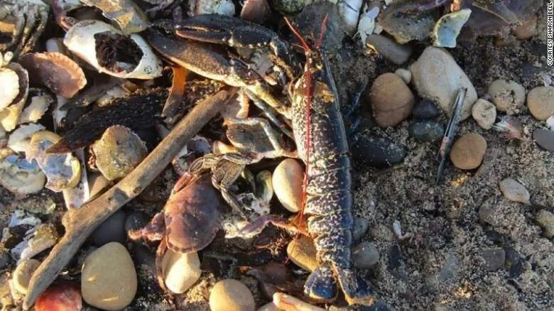 Cangrejos y camarones muertos entre piedras, conchas y arena en la orilla de una playa.