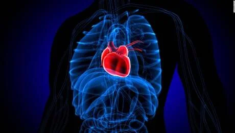 Representación digital en rayos X del corazón humano resaltado en rojo dentro del tórax con órganos en azul.