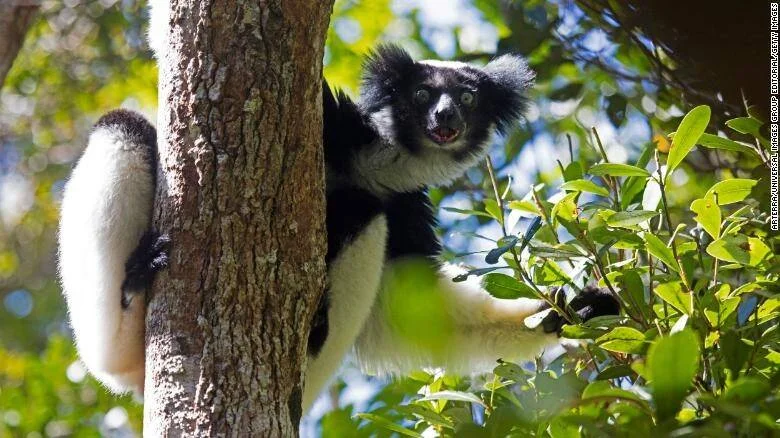 Un indri de pelaje blanco y negro se aferra a un tronco entre el follaje verde de un bosque.