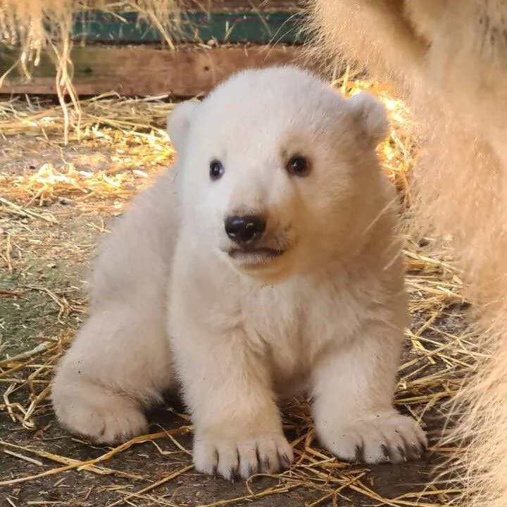 Pequeño cachorro de oso polar de pelaje blanco sentado sobre paja, mirando a cámara junto a su madre.