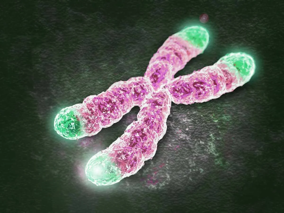 Representación 3D de un cromosoma rosa con telómeros verdes fluorescentes en sus extremos sobre fondo oscuro.