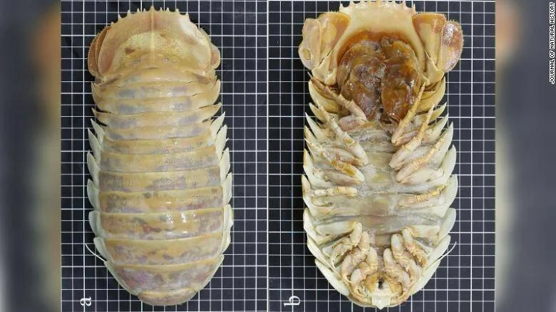 Vista dorsal y ventral de un isópodo gigante de las profundidades marinas sobre cuadrícula de medición.