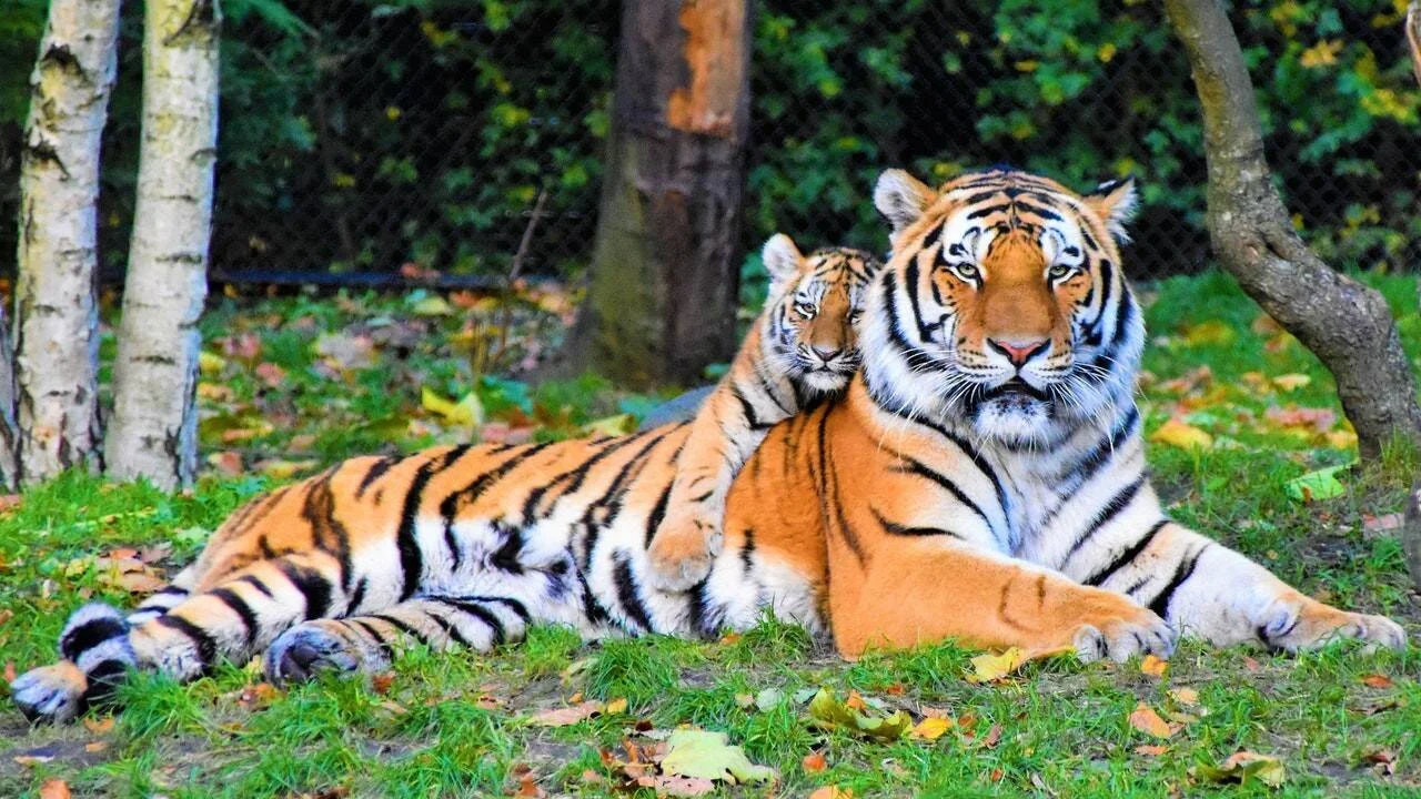 Tigre adulto recostado en el césped junto a su cachorro, rodeados de árboles y hojas otoñales.