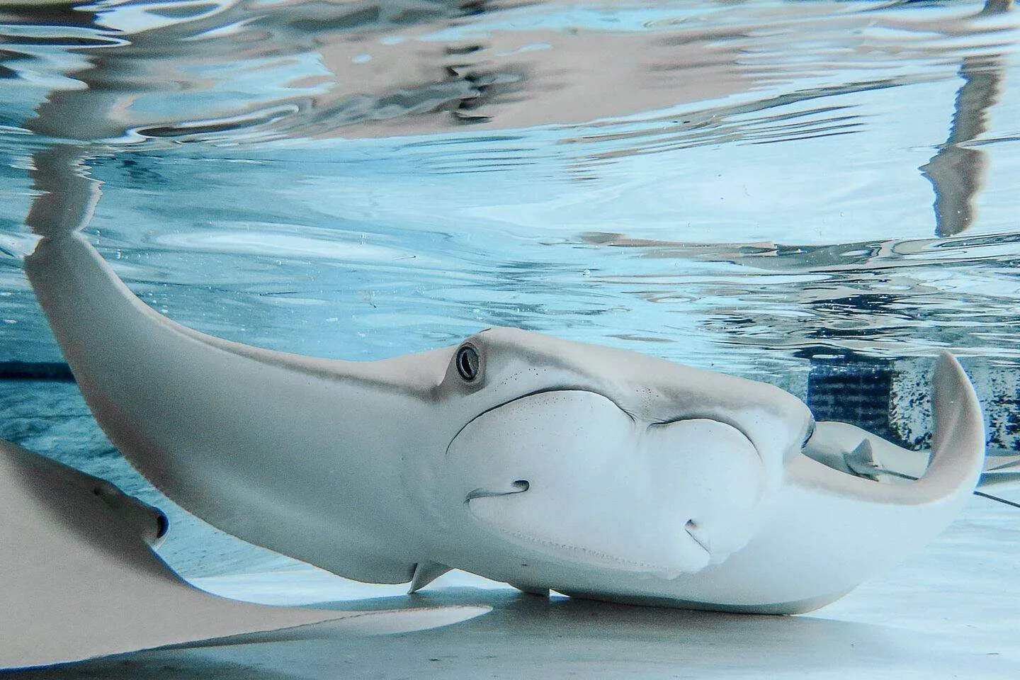 Raya manta fotografiada desde abajo mientras nada cerca de la superficie del agua en un acuario.