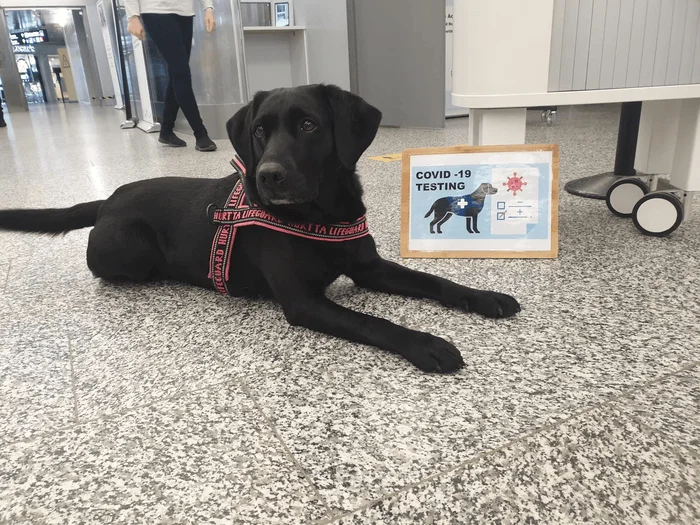 Labrador negro con arnés junto a un cartel de COVID-19 Testing en un aeropuerto.