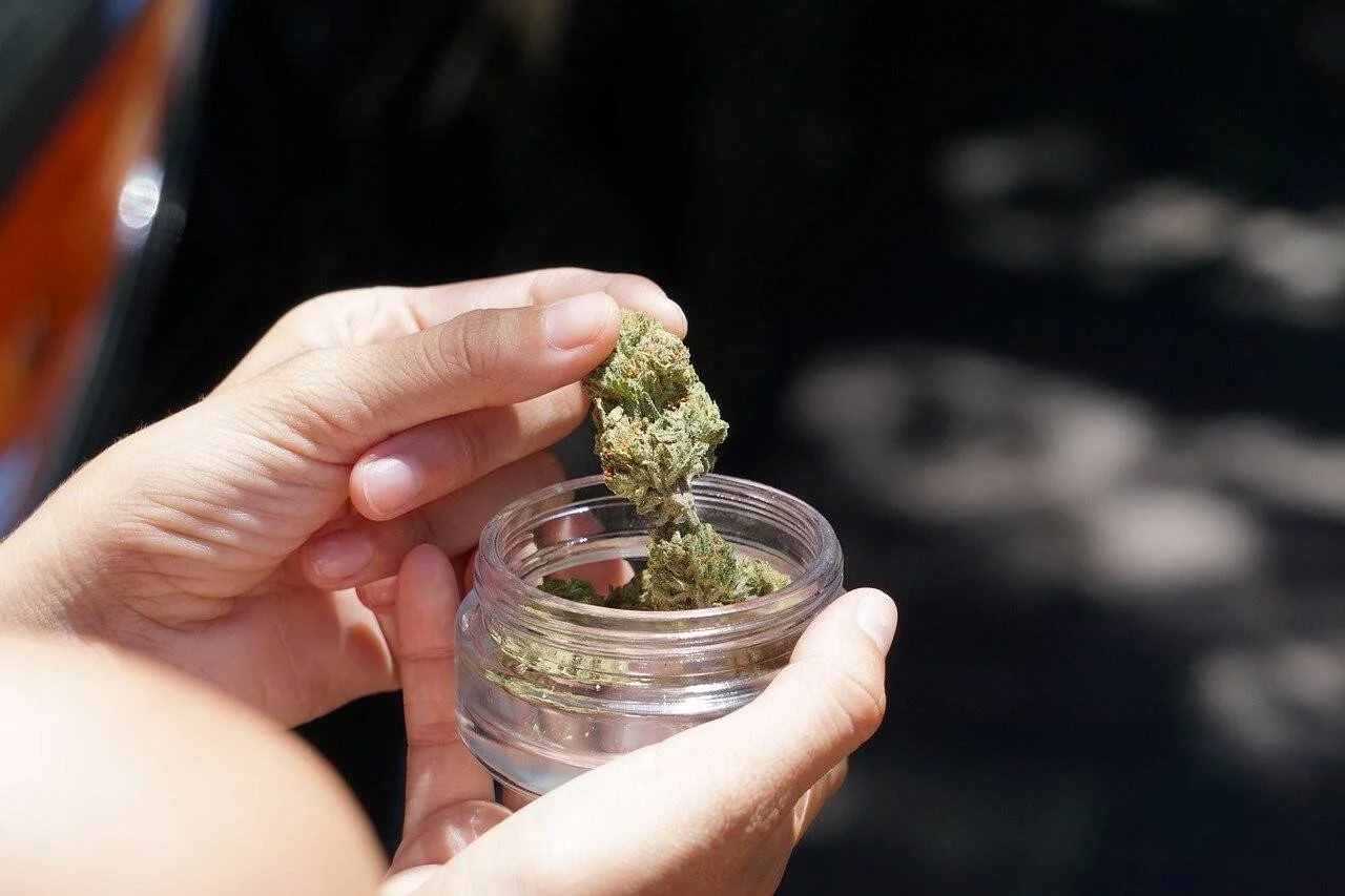 Manos extrayendo un cogollo de cannabis seco de un frasco de vidrio transparente.