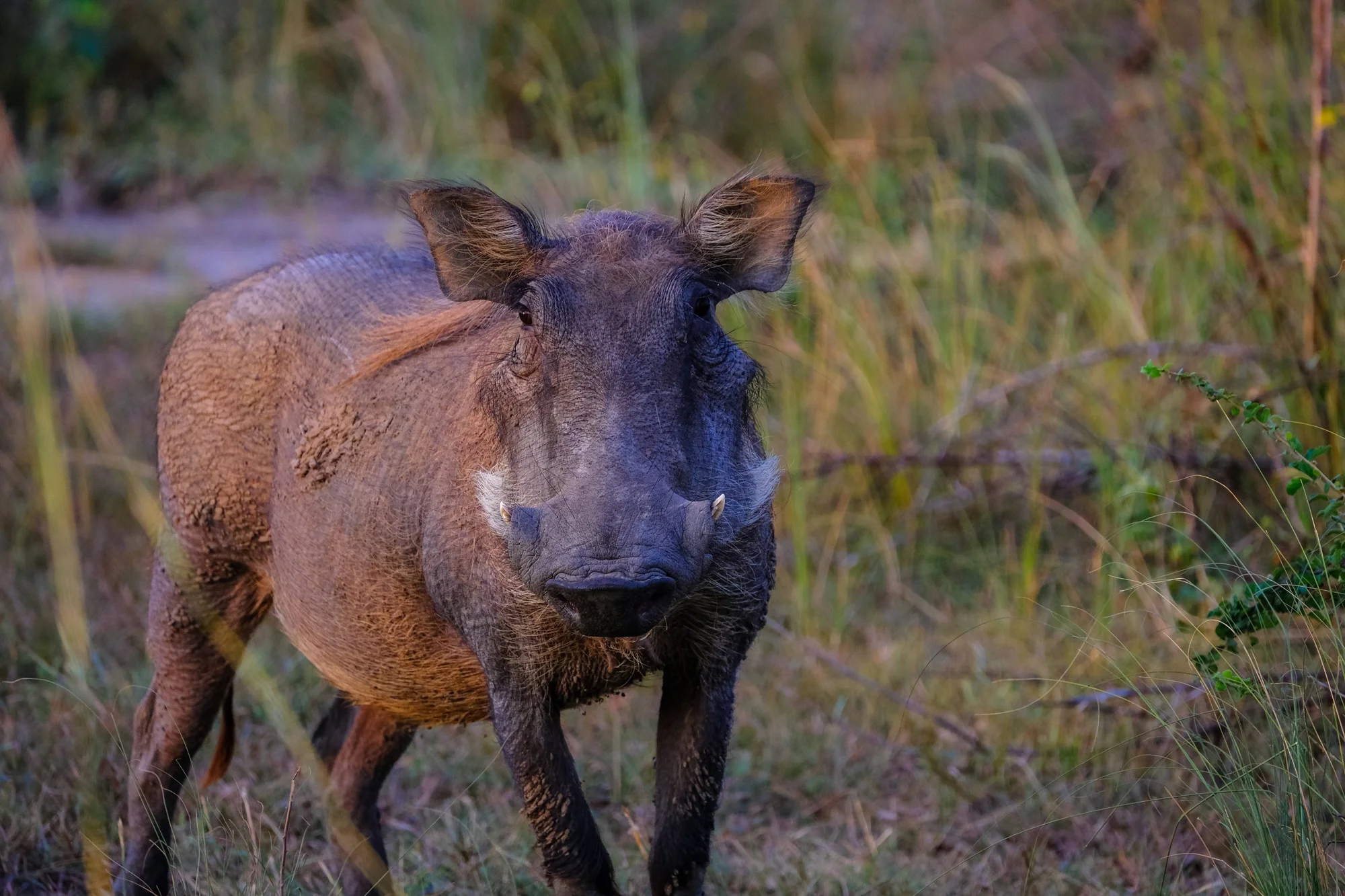 Facóquero cubierto de barro mira de frente entre hierbas altas de la sabana africana.