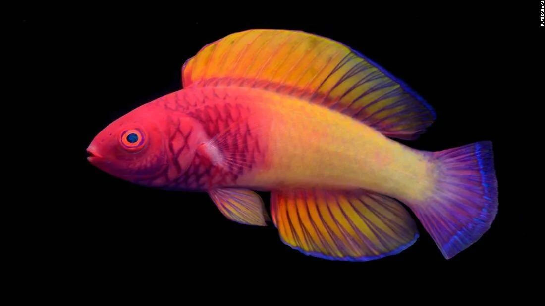 Pez de arrecife con colores llamativos en tonos rojo, naranja, amarillo y púrpura sobre fondo negro.