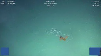 Criatura marina con tentáculos blancos flotando a más de 3000 metros de profundidad, captada por cámara submarina en 2017.