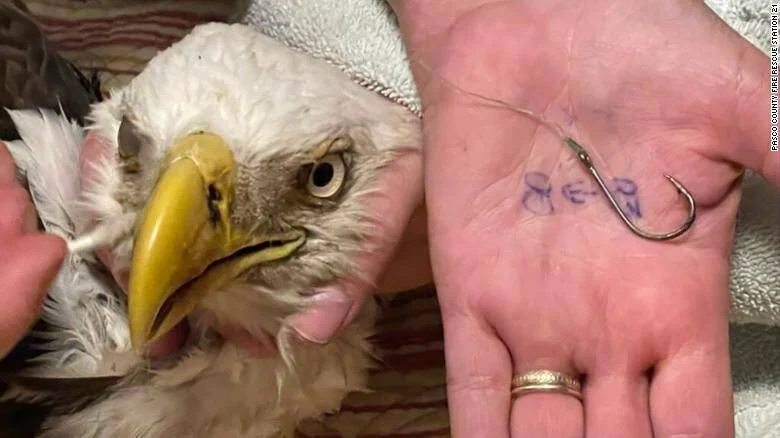 Águila calva sostenida con una toalla junto a una mano que muestra el anzuelo de pesca que le fue extraído.