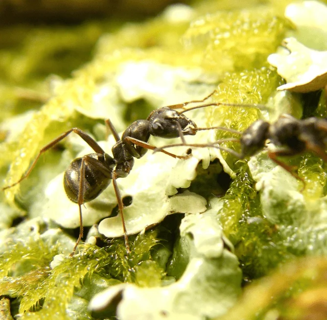 Dos hormigas negras caminan sobre una superficie cubierta de musgo verde y líquenes blancos en primer plano.