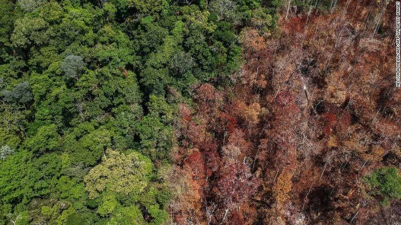 Vista aérea del Amazonas que muestra el contraste entre selva verde exuberante y árboles secos y muertos por deforestación o incendio.