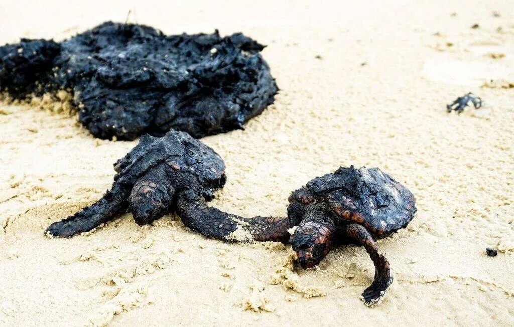 Dos tortugas marinas muertas cubiertas de petróleo yacen sobre la arena de una playa, con más restos oscuros al fondo.