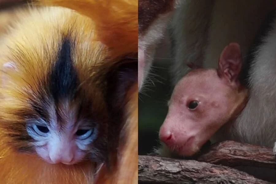 Primer plano de dos crías de animales: un pequeño primate de pelaje dorado y negro (izq.) y un marsupial joven apoyado en una rama (der.).