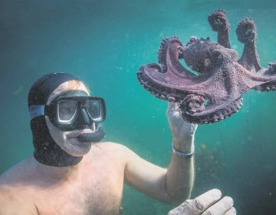 Buceador con máscara y gorro de neopreno muestra un pulpo grande mientras nada bajo el agua.