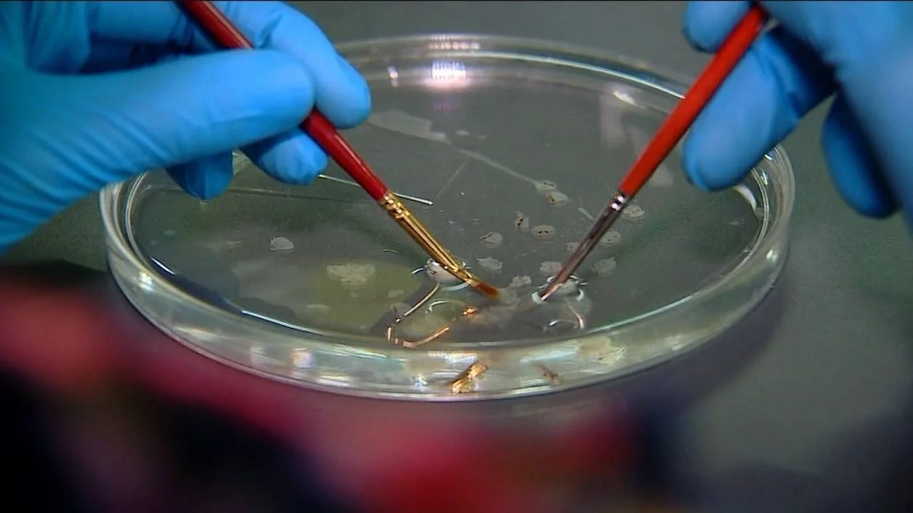 Manos con guantes azules manipulan muestras biológicas en una placa Petri usando dos pinceles finos en un laboratorio.