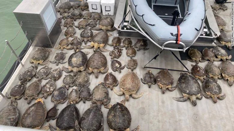 Numerosas tortugas marinas apiladas sobre la cubierta de una embarcación tras ser rescatadas por el Departamento de Parques y Vida Silvestre de Texas.