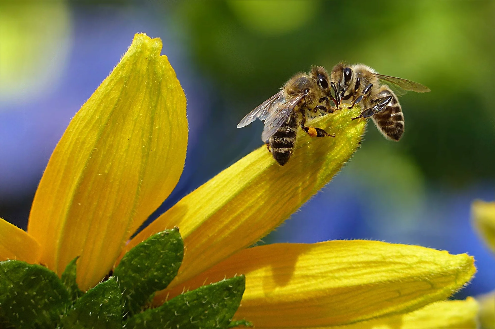 Una abeja melífera recoge polen sobre el pistilo de una flor amarilla, con granos de polen visibles en sus patas.