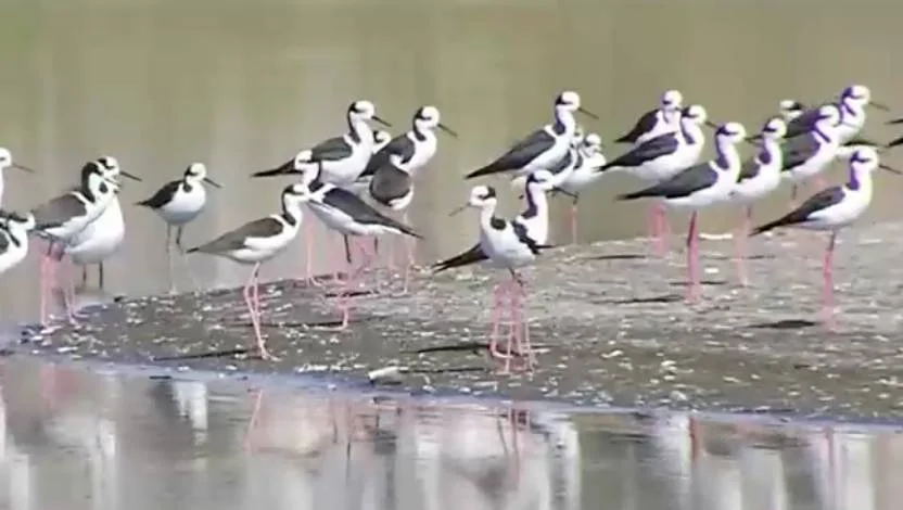 Grupo numeroso de teros reales de patas rosadas parados sobre una orilla fangosa junto al agua.