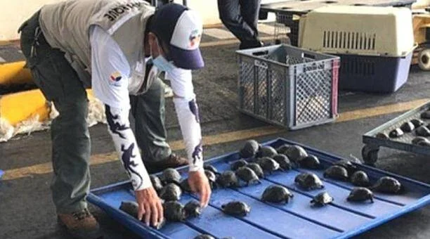 Un funcionario con chaleco oficial examina decenas de pequeñas tortugas alineadas sobre una bandeja azul en un operativo de control de tráfico de fauna.