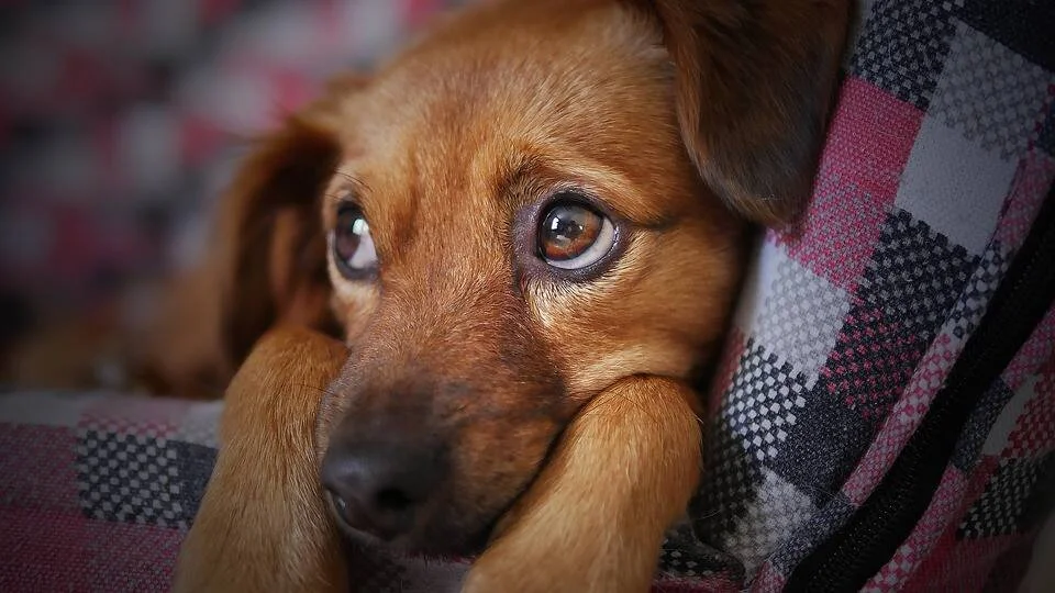 Perro pequeño de pelaje marrón apoya la cabeza sobre una manta a cuadros y mira con ojos expresivos.