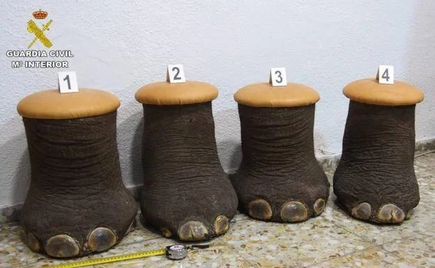 Cuatro patas de elefante disecadas numeradas del 1 al 4, intervenidas por la Guardia Civil como pruebas en una investigación.
