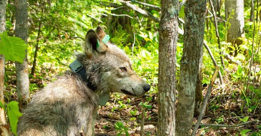 Lobo gris con collar de rastreo y marca en la oreja observa entre los árboles de un bosque verde.