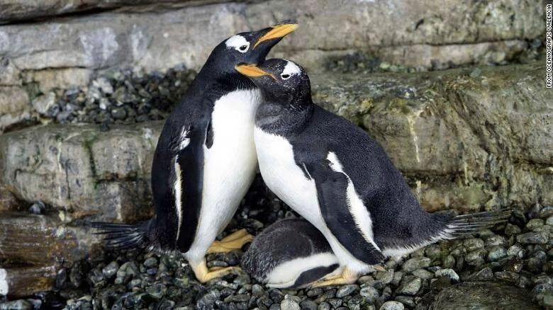 Dos pingüinos papúa se frotan los picos afectuosamente mientras protegen a su cría entre las rocas.