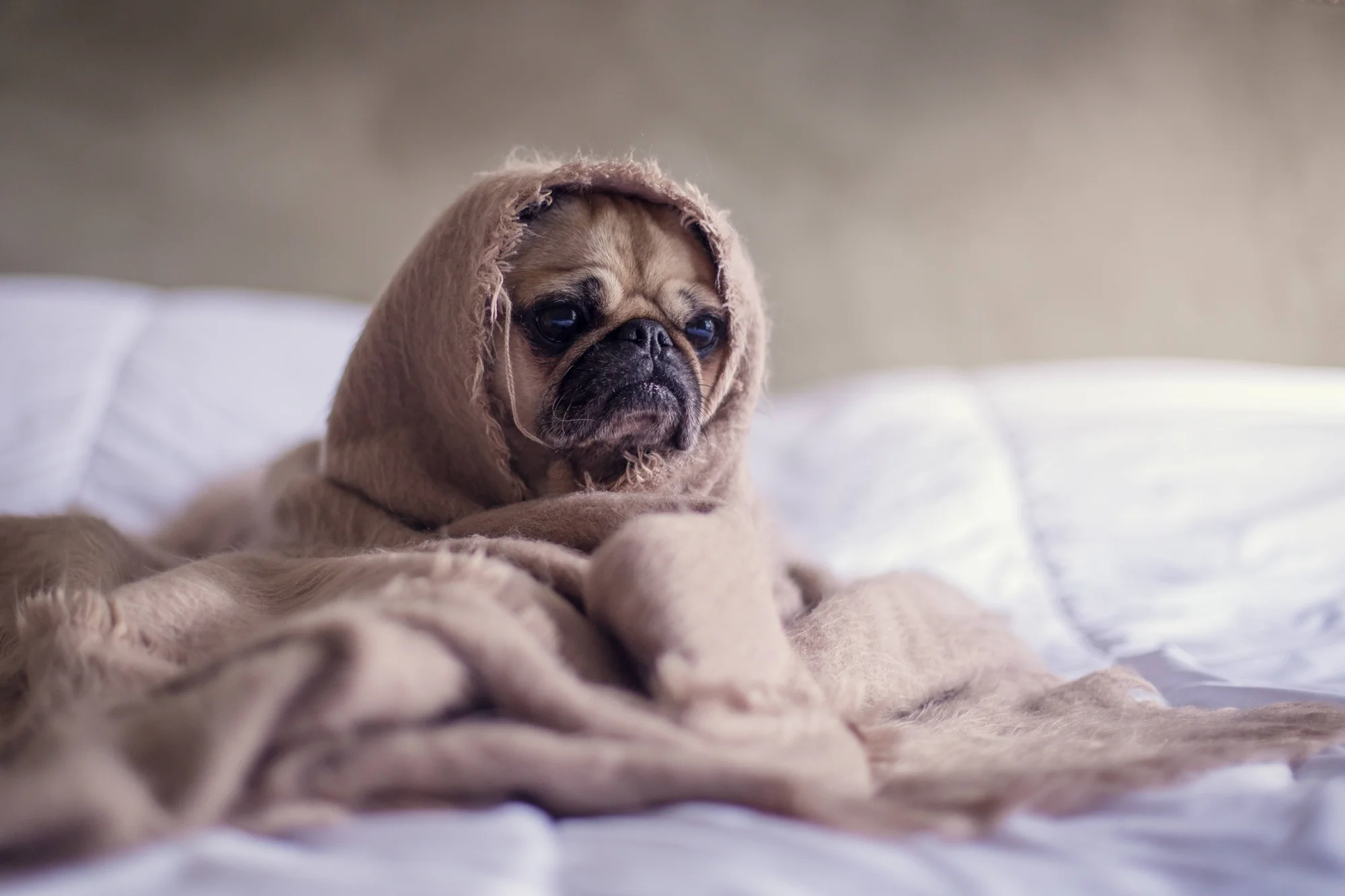 Pug con expresión melancólica envuelto en una manta beige sobre una cama con sábanas blancas.