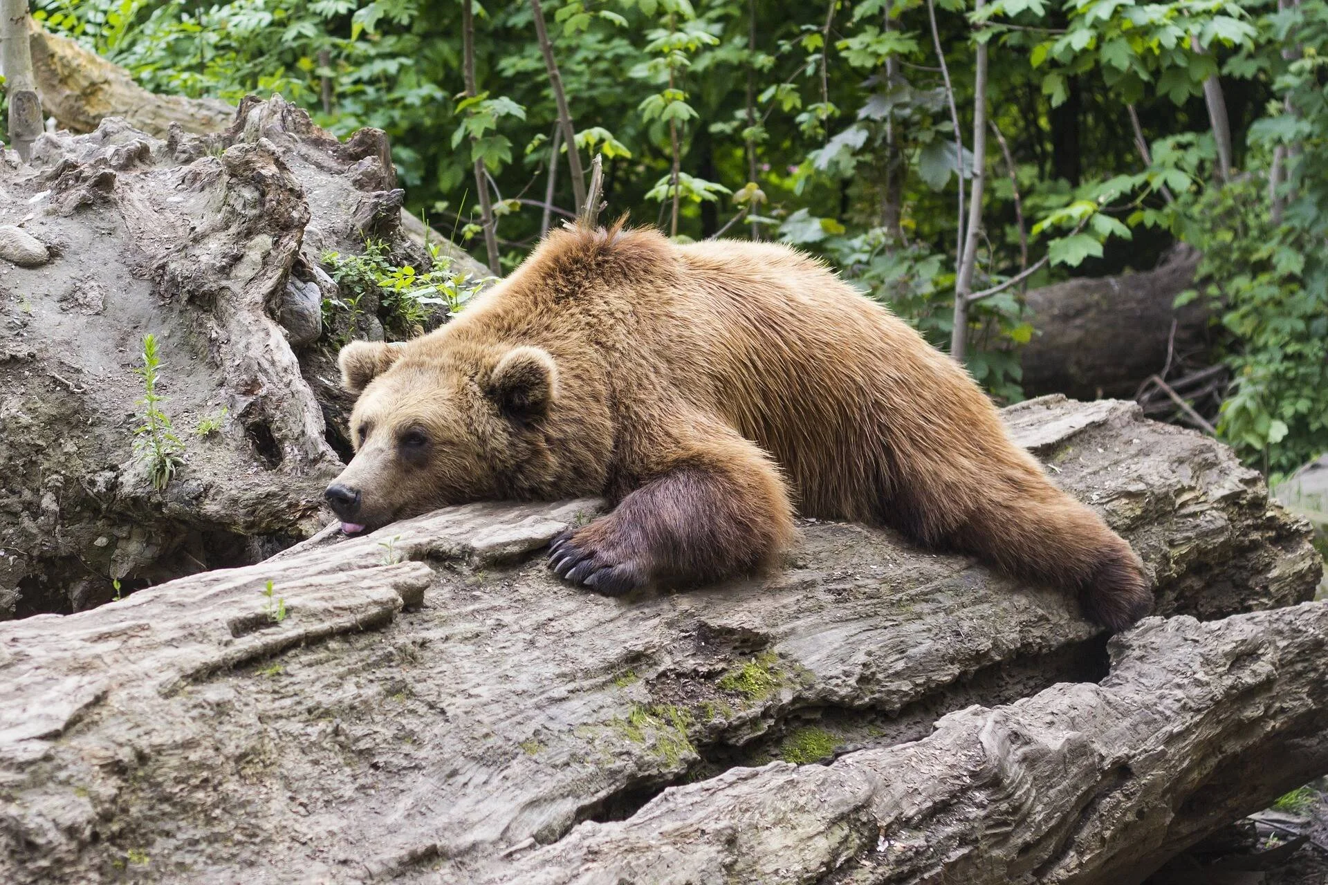 Oso pardo tumbado y relajado sobre un tronco caído, con vegetación verde de fondo.