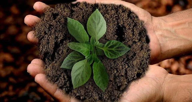 Dos manos sostienen tierra en forma de corazón con una pequeña planta verde brotando, simbolizando el cuidado del medio ambiente.