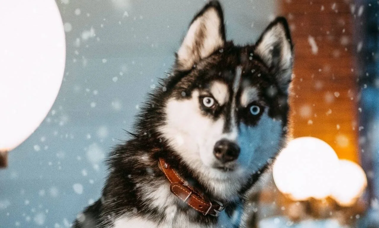 Cachorro de husky siberiano con ojos azules y collar marrón mirando a cámara mientras nieva.