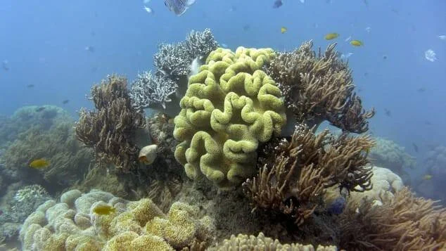 Colorido arrecife de coral con corales cerebrales amarillos y peces tropicales nadando en aguas azules.