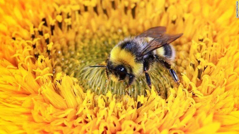 Abejorro cubierto de polen recolectando néctar en el centro de un girasol amarillo en primer plano.
