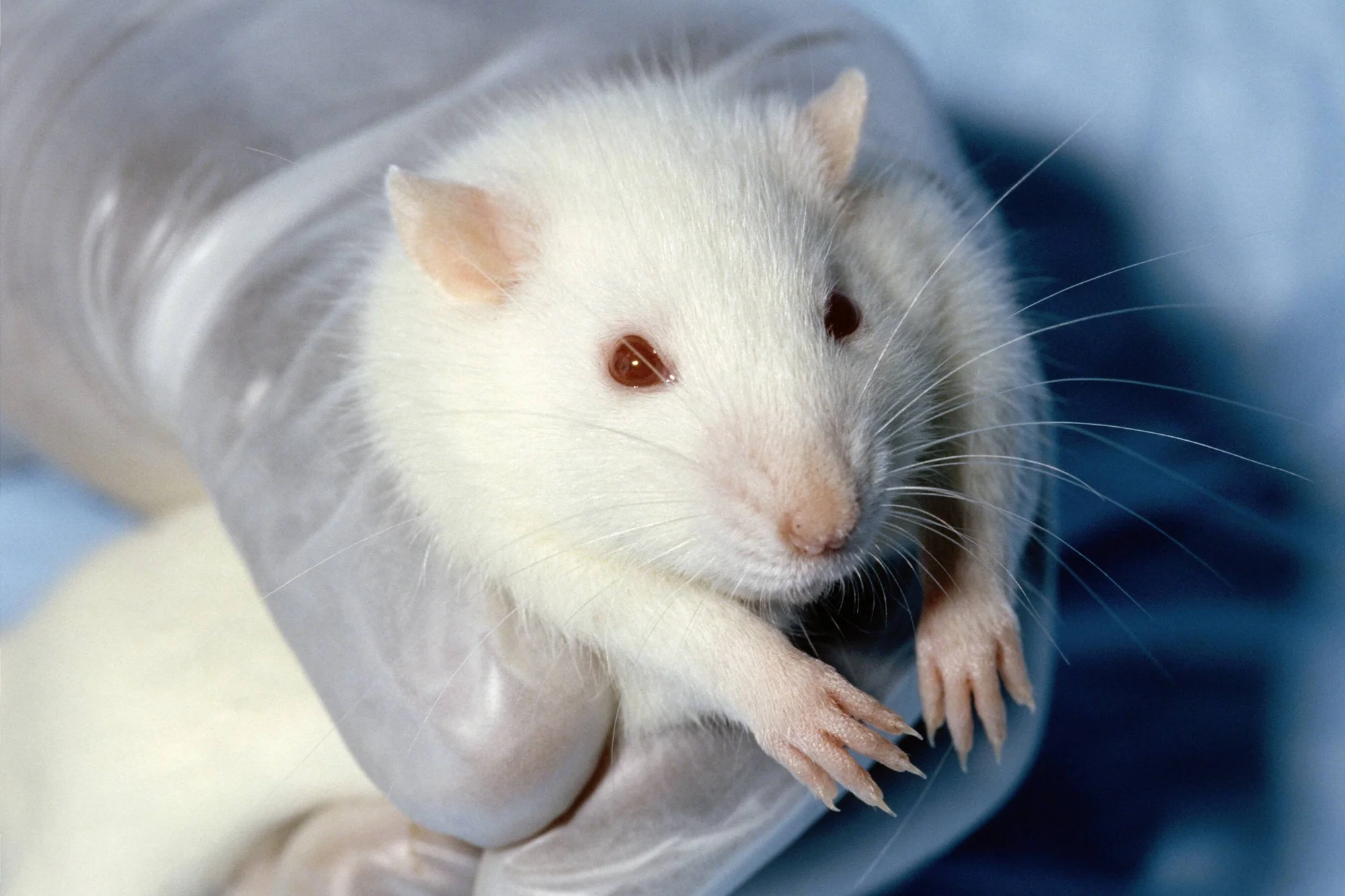 Rata blanca de laboratorio sostenida con guantes quirúrgicos, usada habitualmente en investigación científica.
